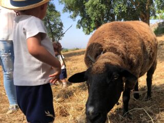 O Carneirinho [2025]